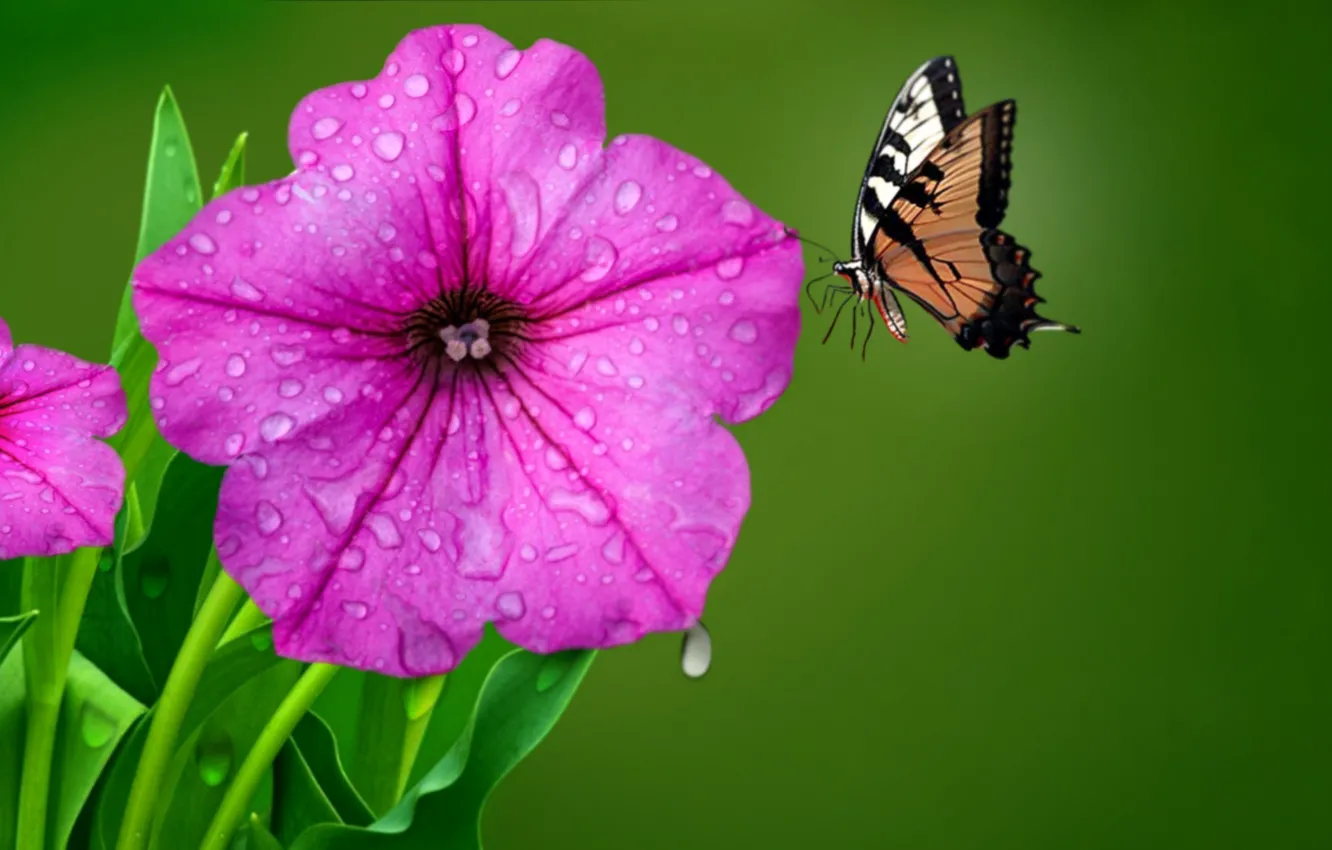 Фото обои цветок, капли, роса, бабочка
