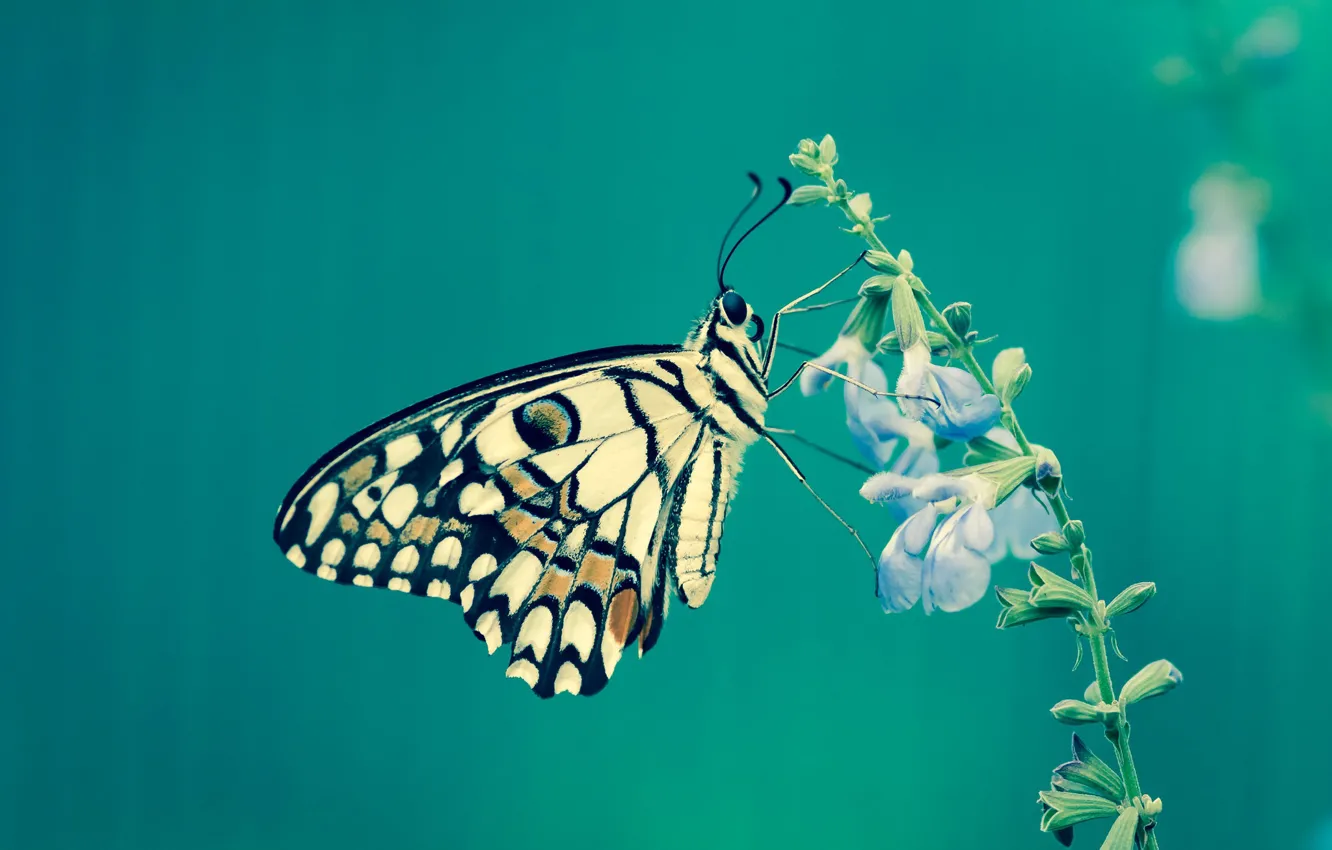 Фото обои макро, фон, бабочка, Fleur Walton