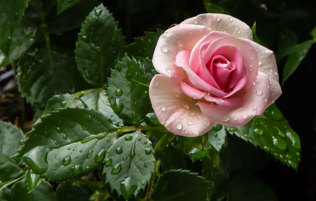 Фото обои листья, розовый, роза