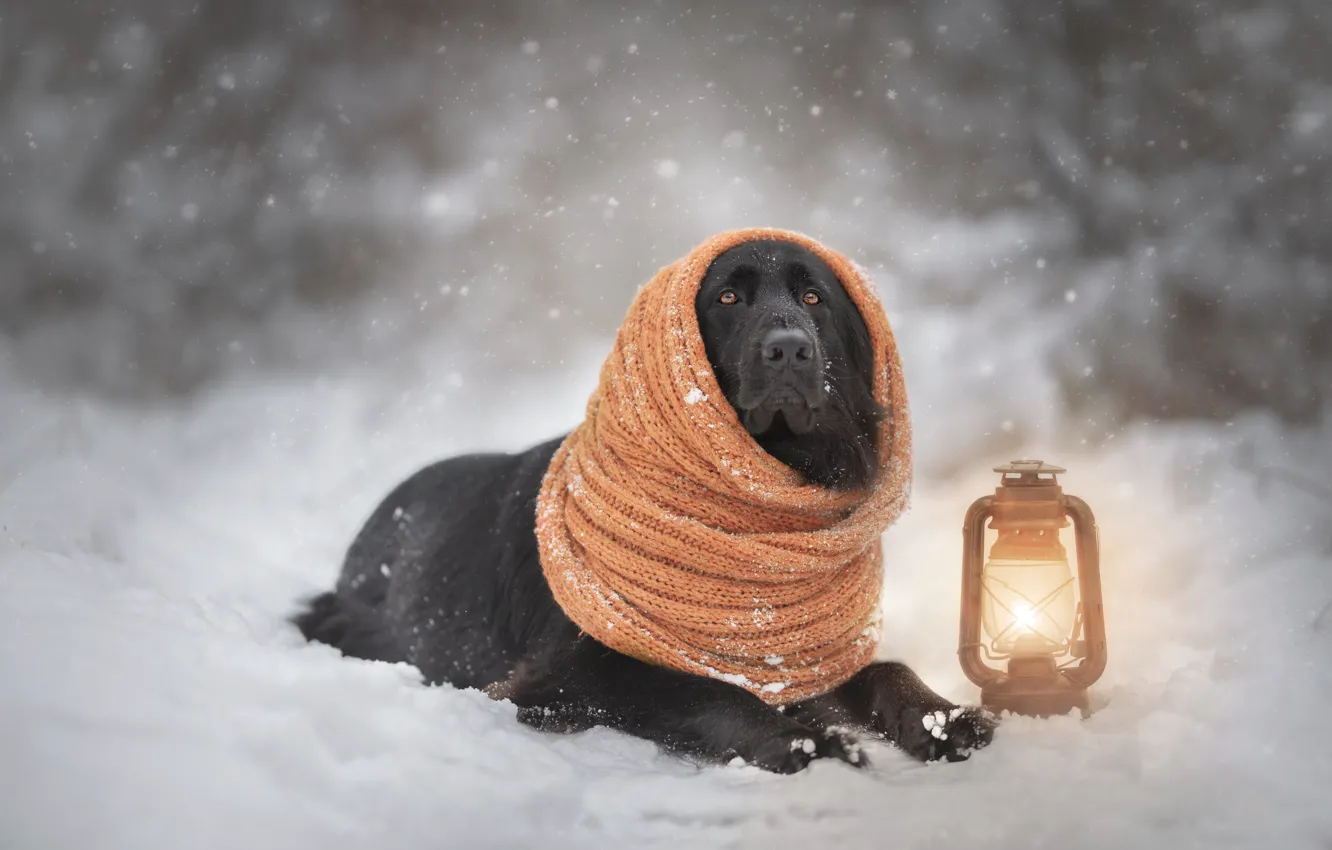 Фото обои зима, взгляд, морда, снег, природа, собака, шарф, фонарь