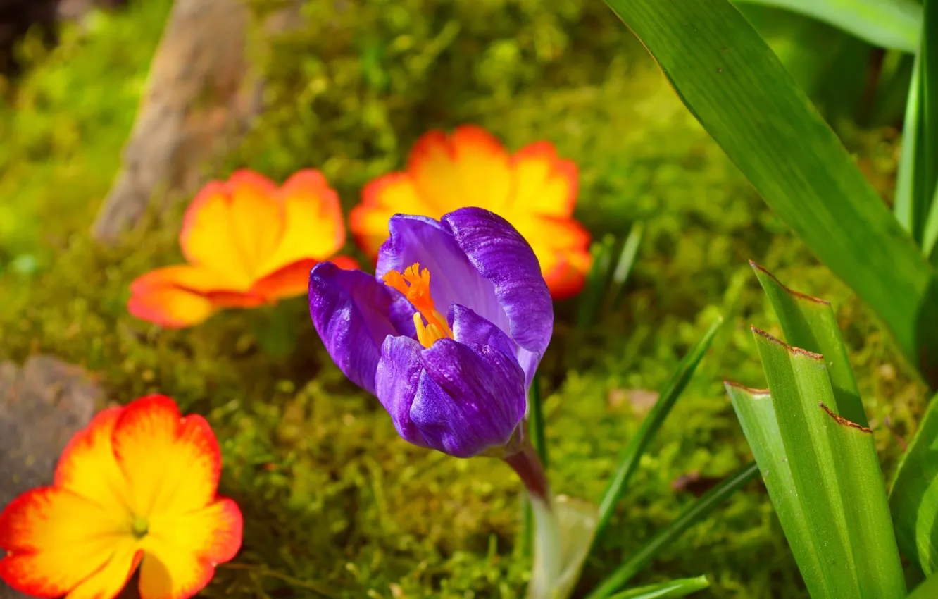 Фото обои Весна, Spring, Крокус, Crocus