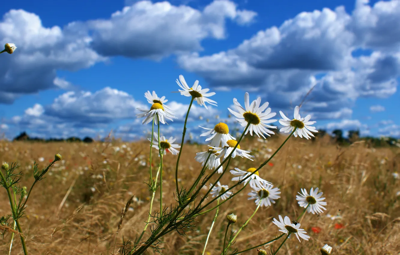Фото обои поле, лето, небо, облака, цветы, голубое, ромашки, колоски