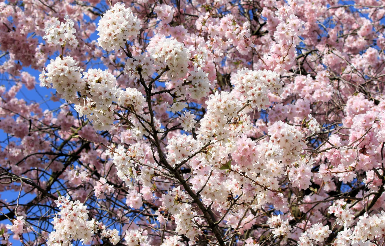 Фото обои свет, деревья, цветы, ветки, вишня, синева, весна, сакура