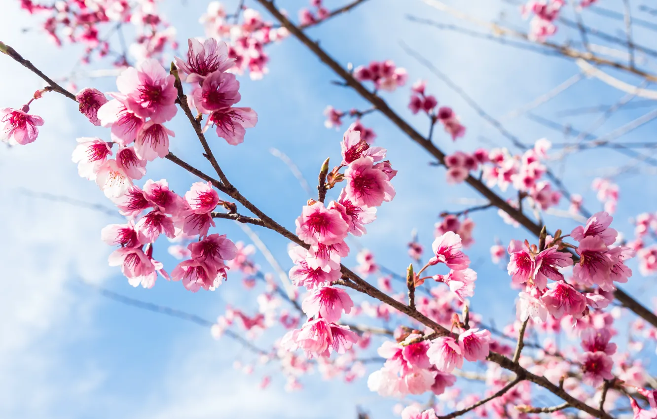 Фото обои небо, ветки, весна, сакура, цветение, pink, blossom, sakura