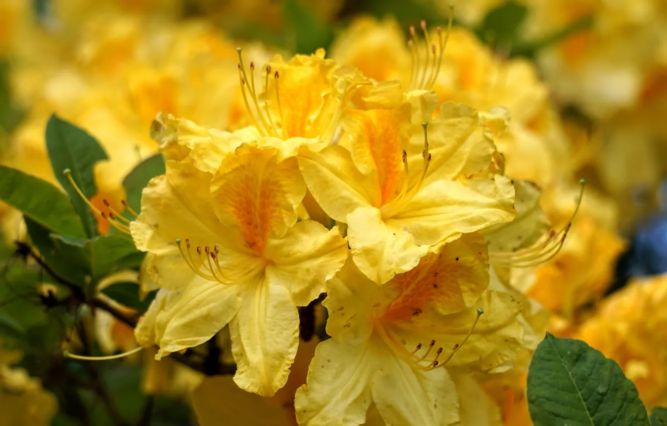 Фото обои макро, цветы, желтые, азалия, рододендроны