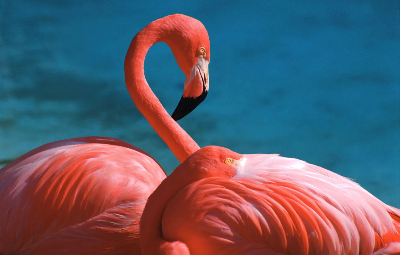 Фото обои розовый, перья, клюв, красиво, фламинго, шея