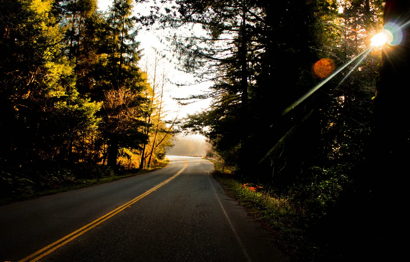 Фото обои дорога, лес, деревья, полосы