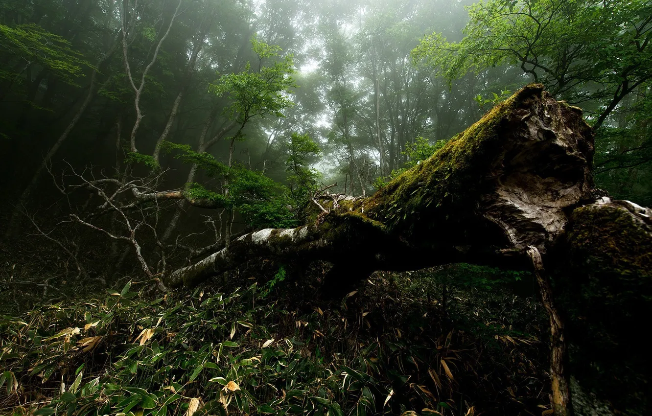 Фото обои лес, лето, природа, туман, фото, дерево, мох