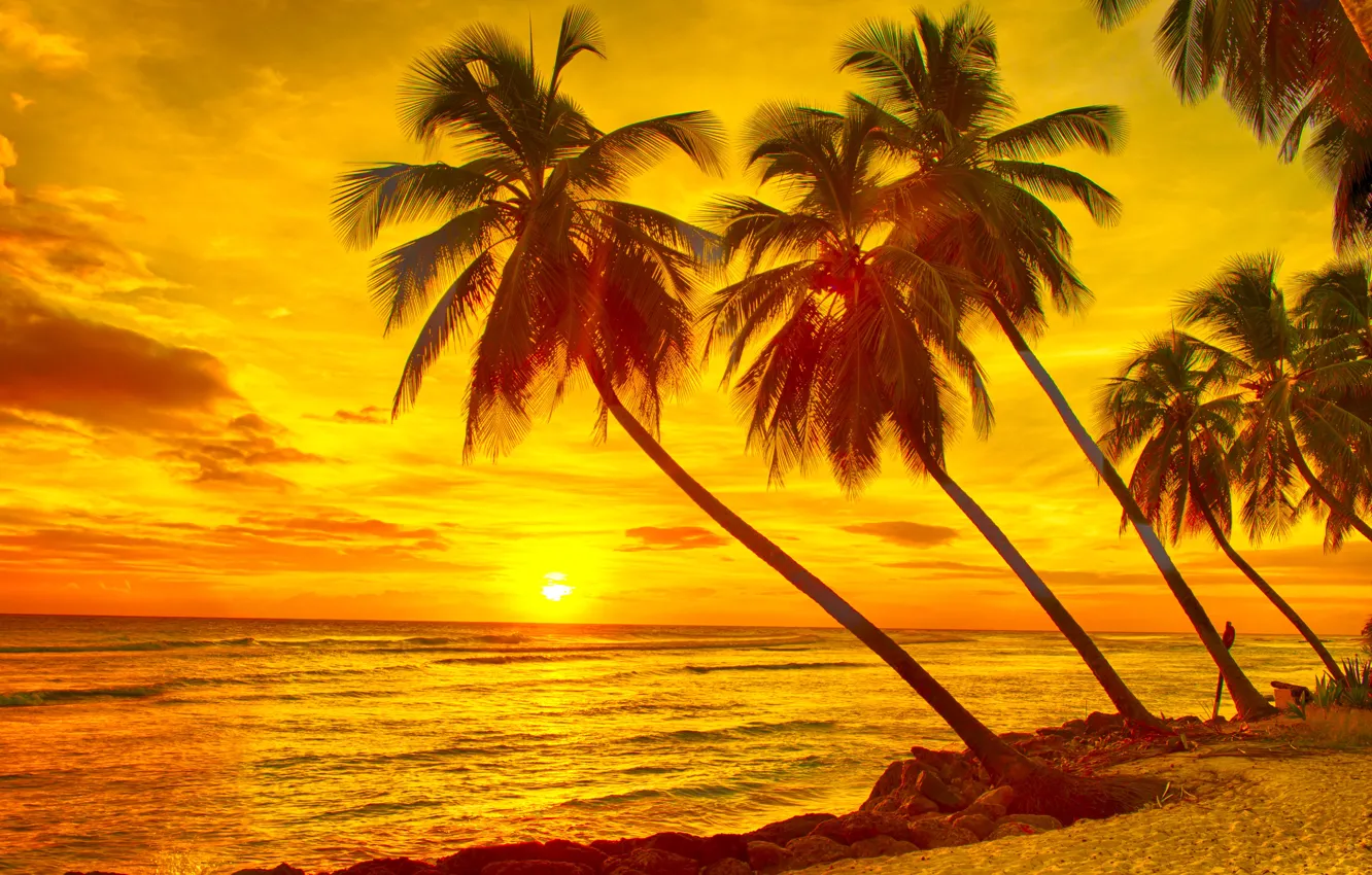 Фото обои песок, море, небо, солнце, закат, тропики, камни, пальмы