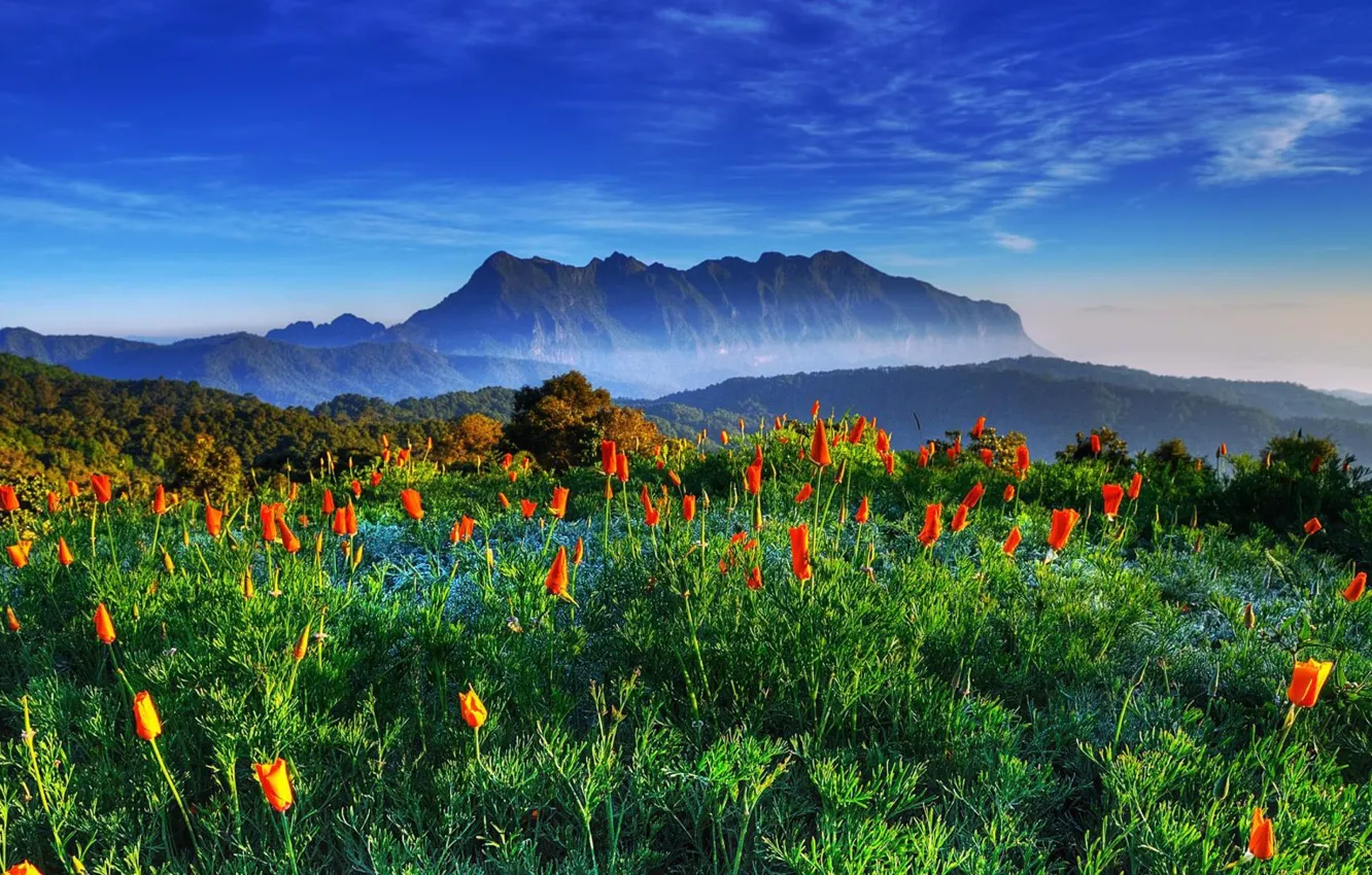 Фото обои Thailand, field, flowers, mountain, Chiang-dao