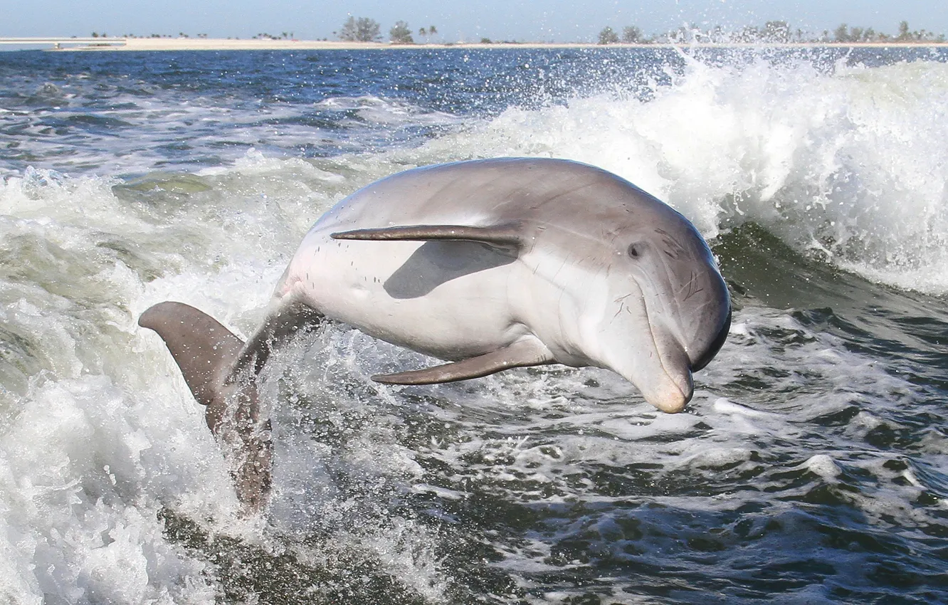 Фото обои вода, брызги, дельфин, млекопитающее