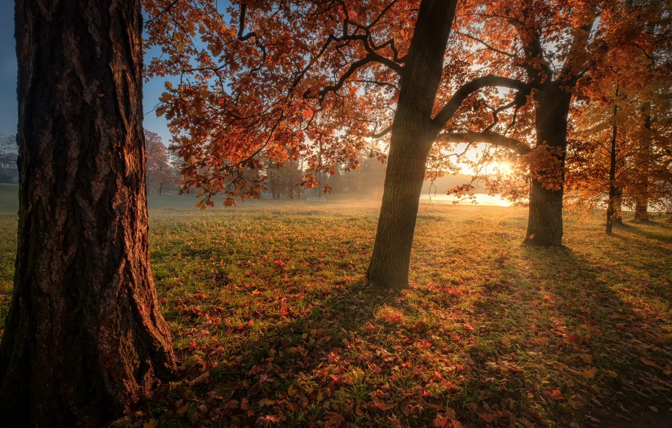 Фото обои осень, солнце, деревья, парк, листва, Андрей Чиж