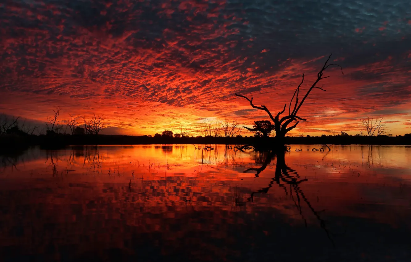 Фото обои red, yellow, sunset, water, orange, marsh, dead tree