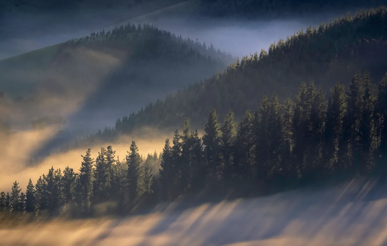 Фото обои лес, деревья, туман, рассвет, холмы, утро, склон, Новая Зеландия
