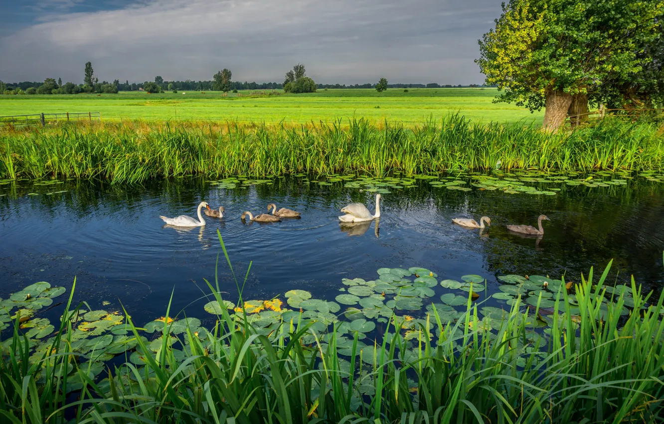 Фото обои пейзаж, природа, озеро, лебеди