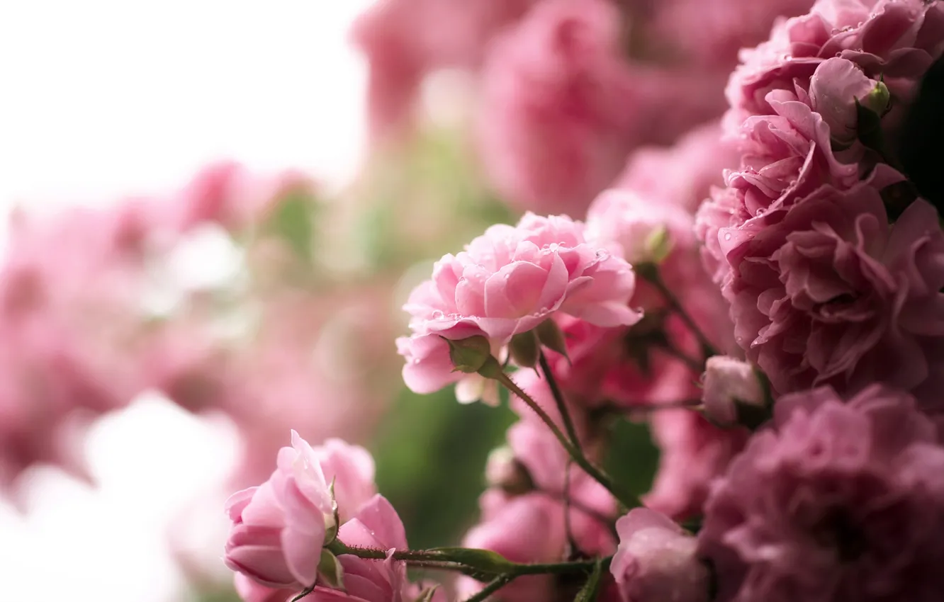 Фото обои капли, цветы, природа, роза, куст, розовые, чайная