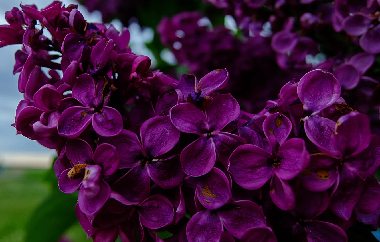 Фото обои зелень, небо, цветы, красиво, flower, сирень, fujifilm xq2, sky. трава
