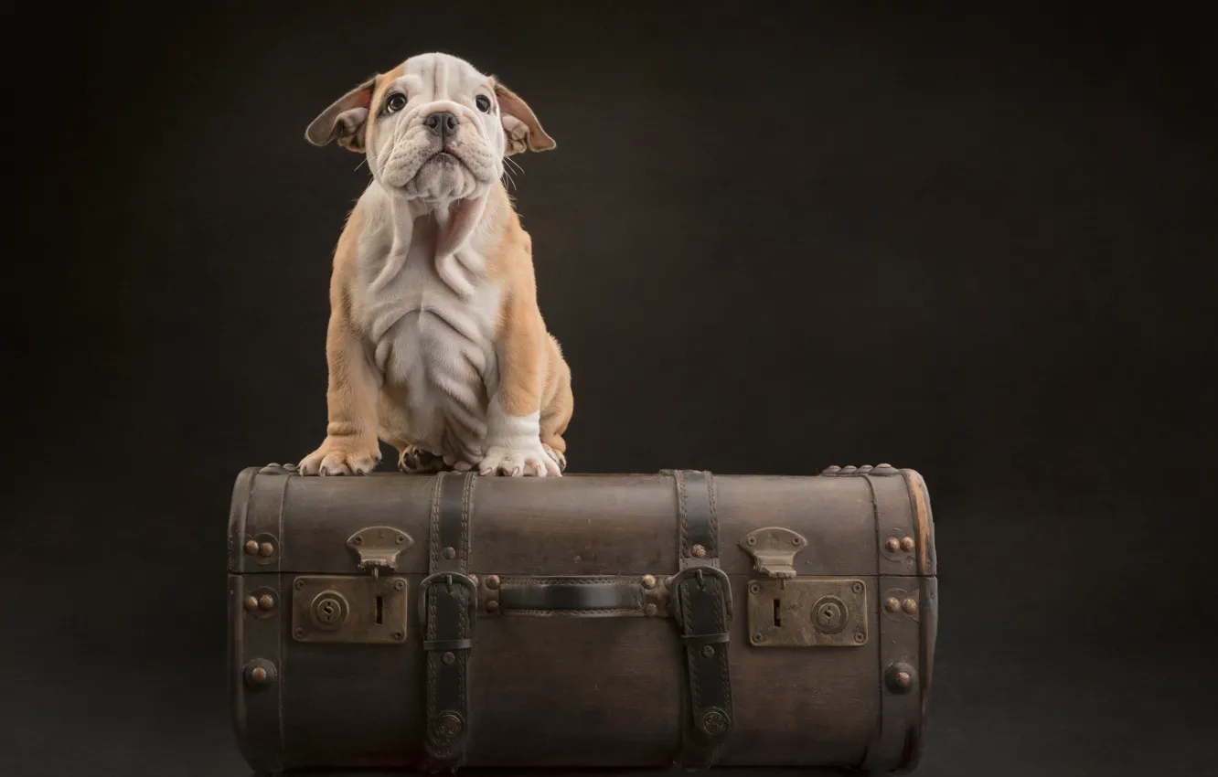 Фото обои фон, собака, чемодан