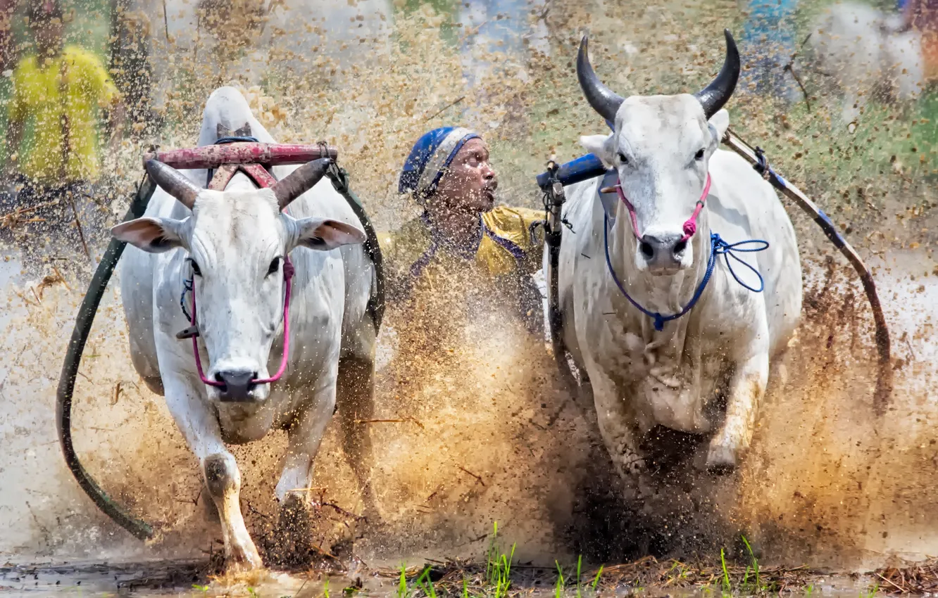 Фото обои sport, Indonesia, cow race