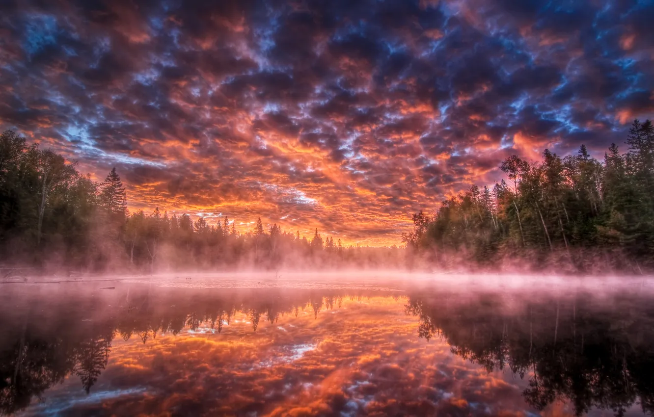 Фото обои лес, туман, озеро
