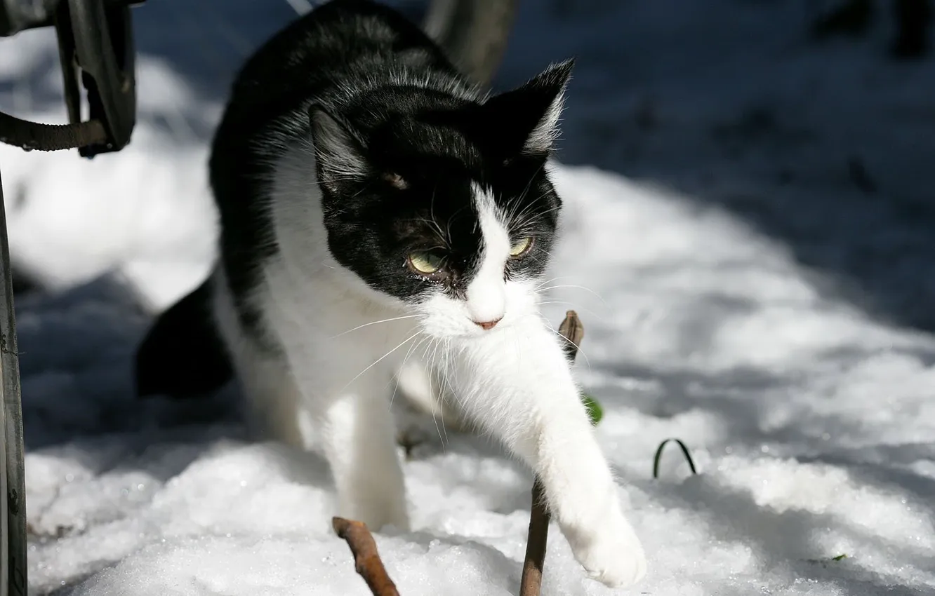 Фото обои зима, солнце, снег, ч/б кошка