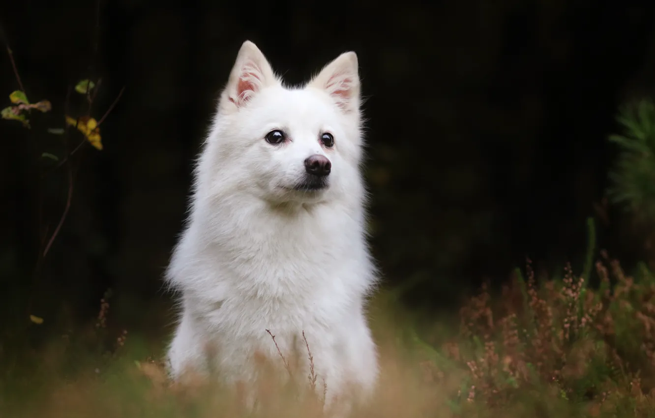 Фото обои фон, собака, Белая швейцарская овчарка