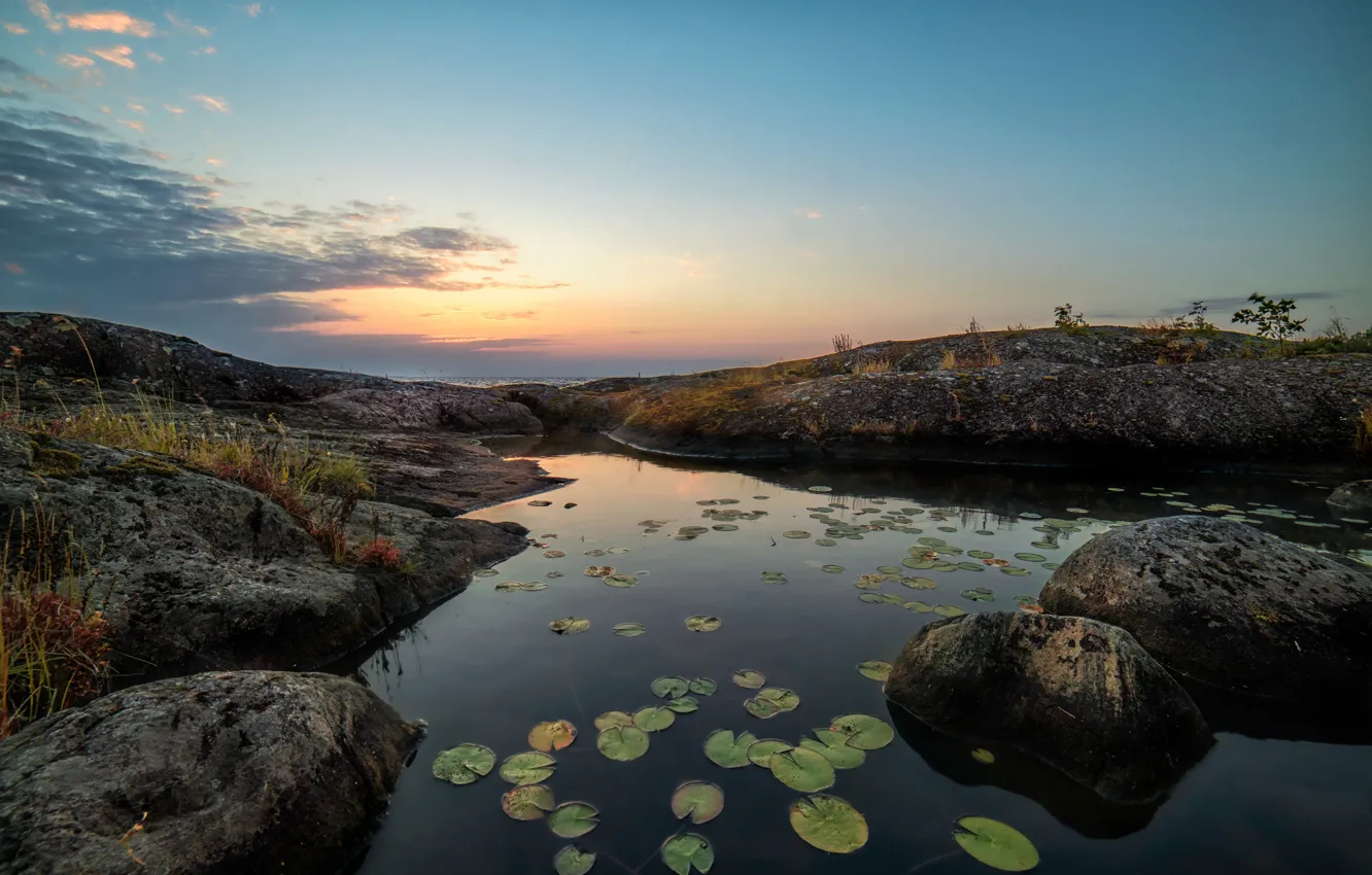 Фото обои листья, берег, водоем, кувшинки