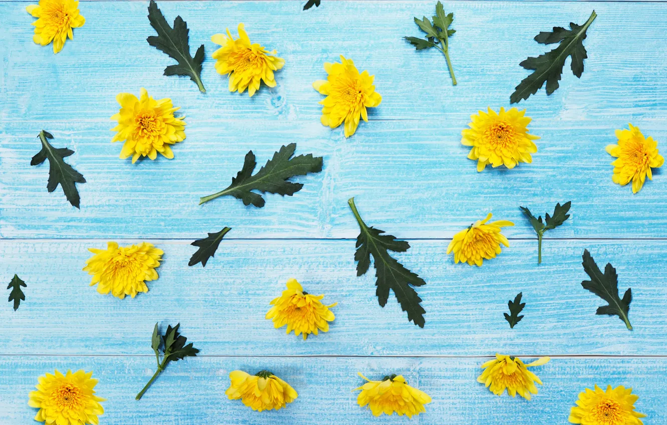Фото обои цветы, желтые, хризантемы, yellow, wood, blue, flowers