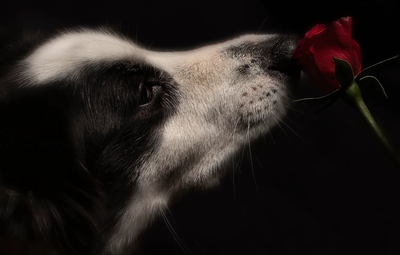 Фото обои цветок, роза, собака