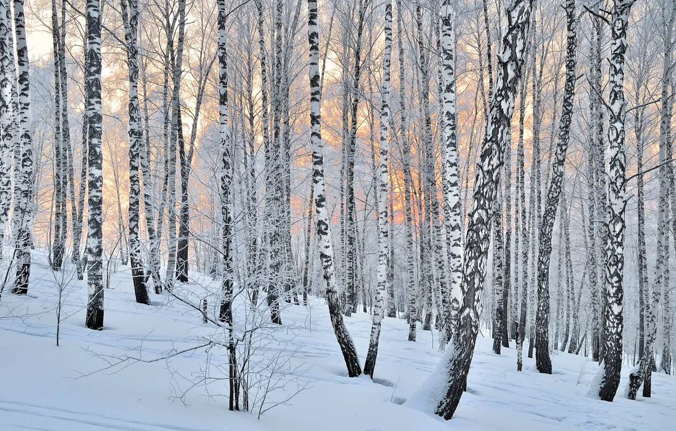 Фото обои forest, trees, winter, snow