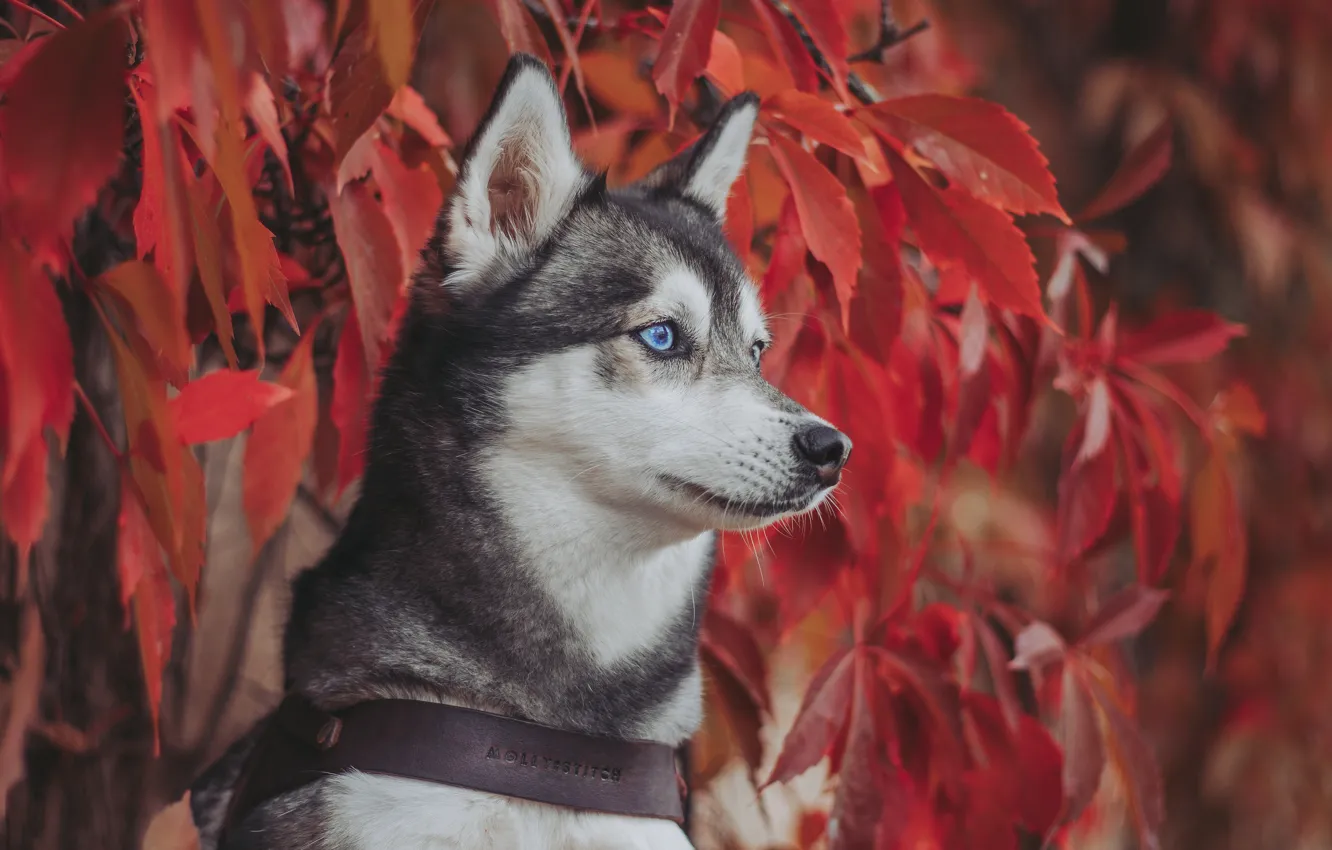 Фото обои осень, взгляд, морда, листья, портрет, собака, Хаски, дикий виноград