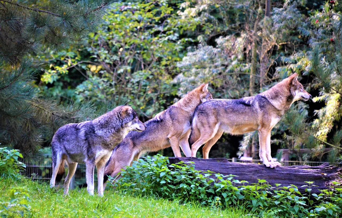 Фото обои nature, snow, predator, face, animal, wolf, wolves, wildlife
