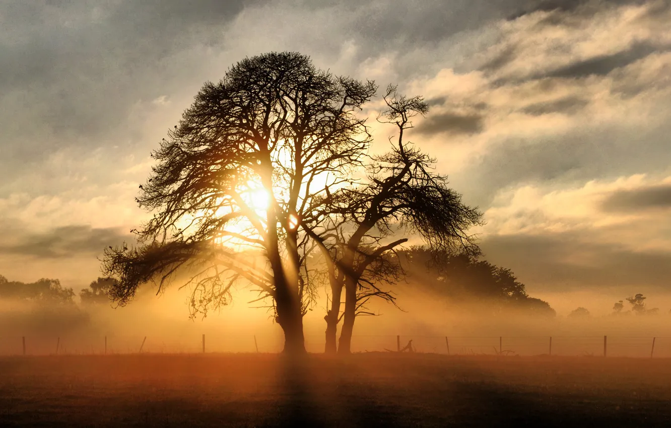 Фото обои солнце, лучи, свет, пейзаж, дерево