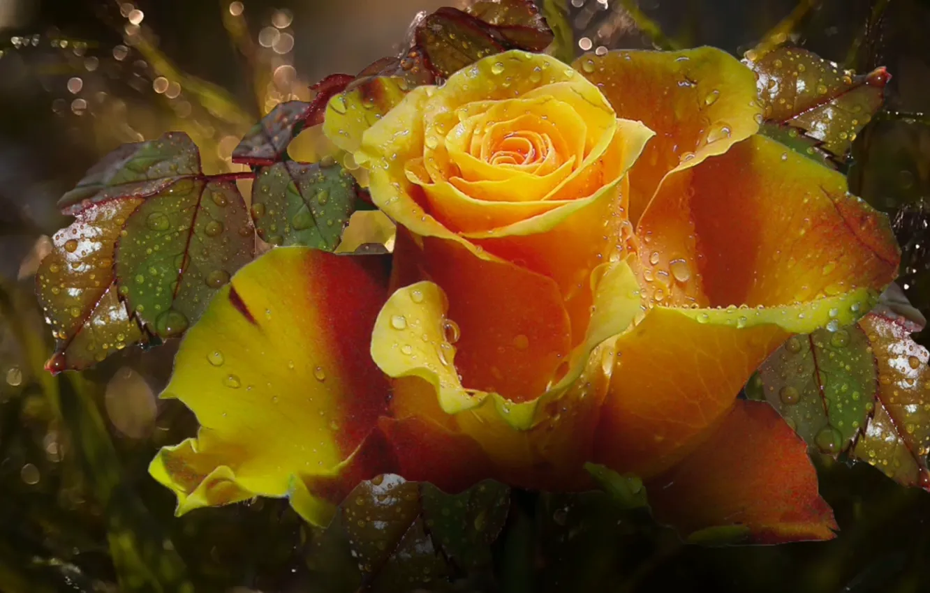 Фото обои капли, роса, роза, супер