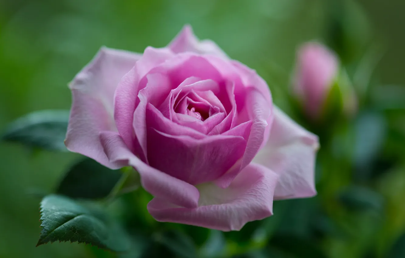 Фото обои макро, розовая, роза, лепестки, боке