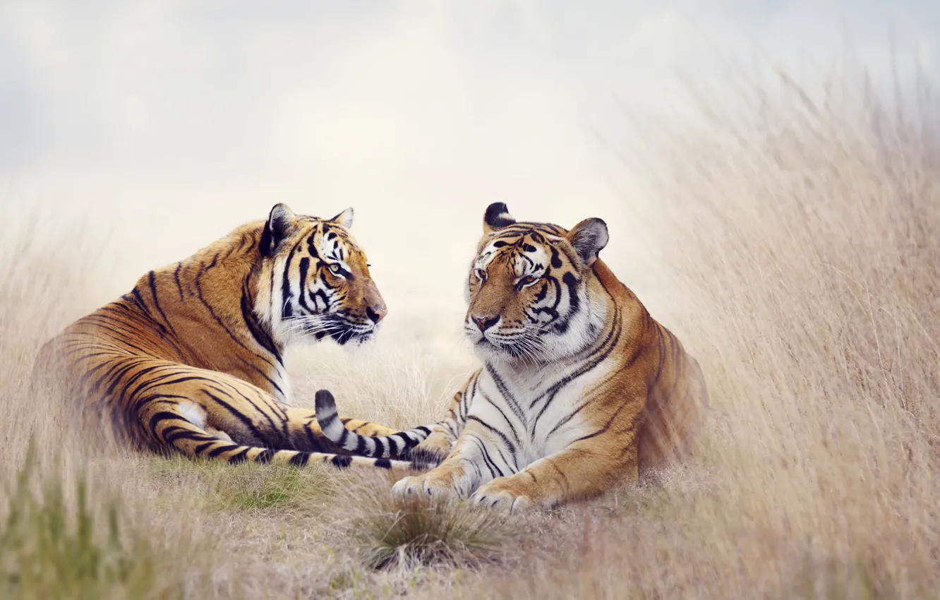 Фото обои животные, природа, тигр, пара, тигры