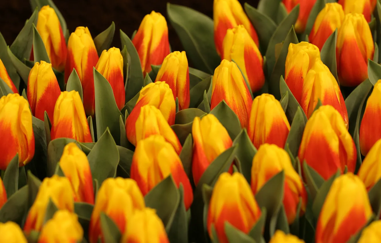 Фото обои яркие, букет, весна, тюльпаны, бутоны, много, двухцветные, красно-желтые