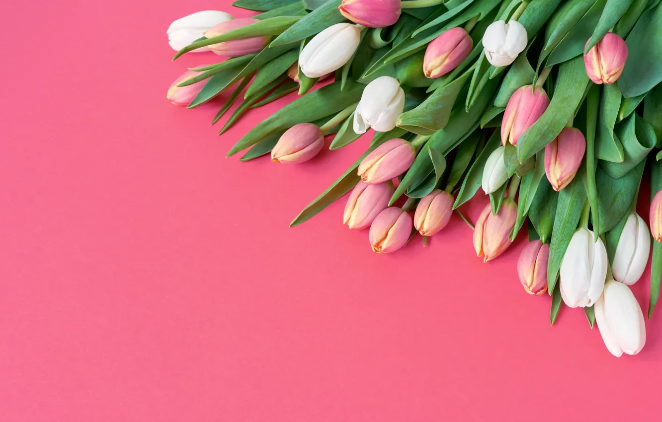 Фото обои цветы, букет, тюльпаны, розовые, white, белые, розовый фон, fresh