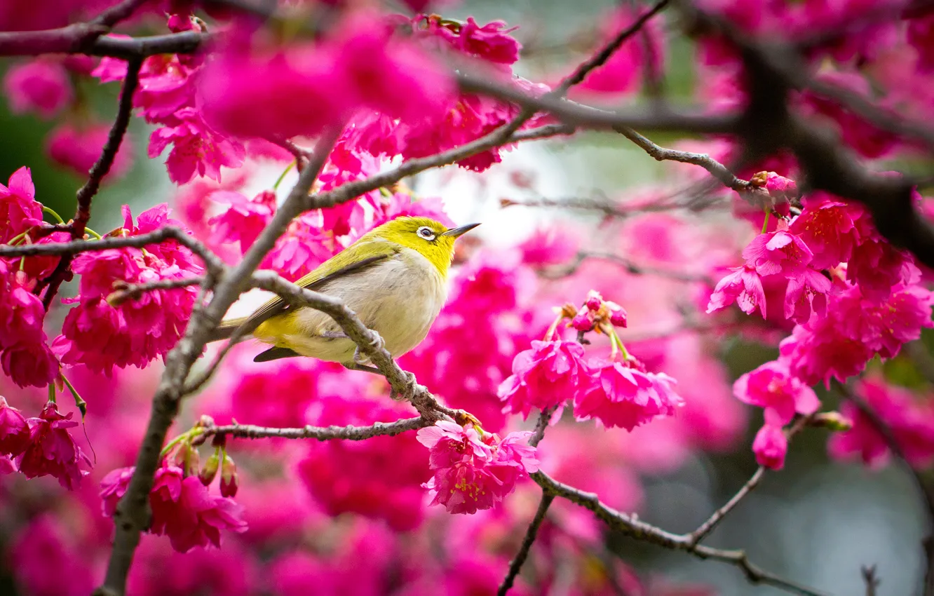 Фото обои цветы, птица, весна, сакура