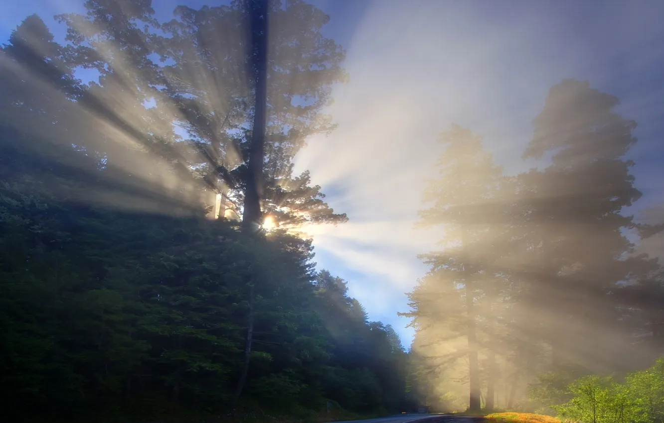 Фото обои дорога, лес, лучи, свет, туман