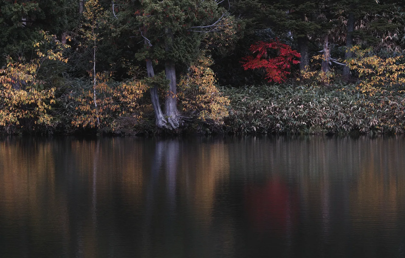 Фото обои осень, лес, деревья, озеро, пруд