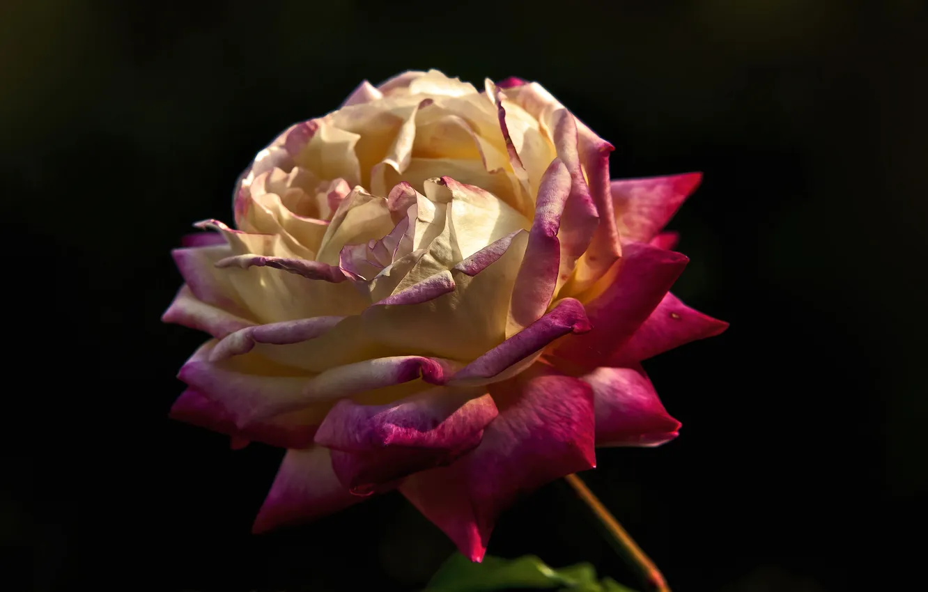 Фото обои макро, фон, роза, лепестки