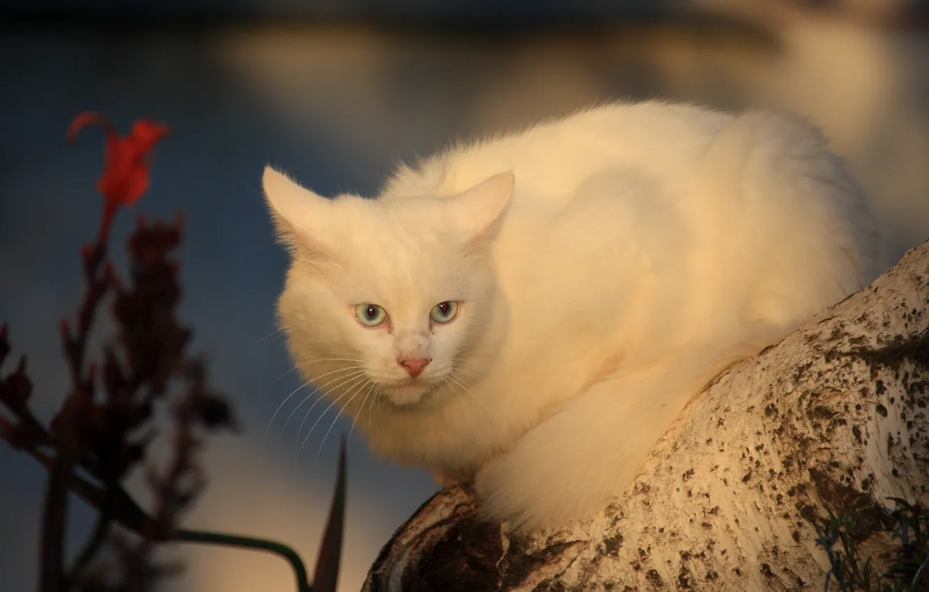 Фото обои кошка, сук, белый кот