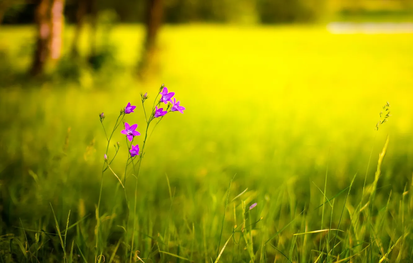 Фото обои поле, цветок, лето, природа