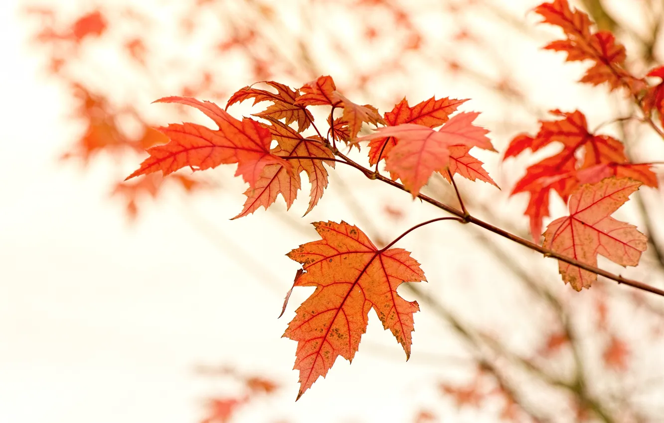 Фото обои листья, ветка, красные, клен, осенние