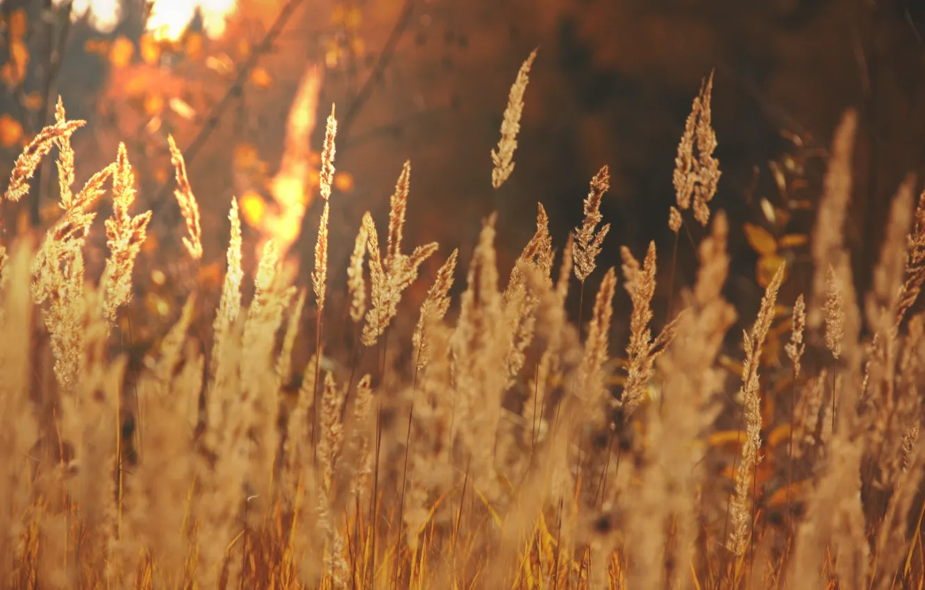 Фото обои поле, осень, солнце, свет, пейзаж, природа, золото, колосья