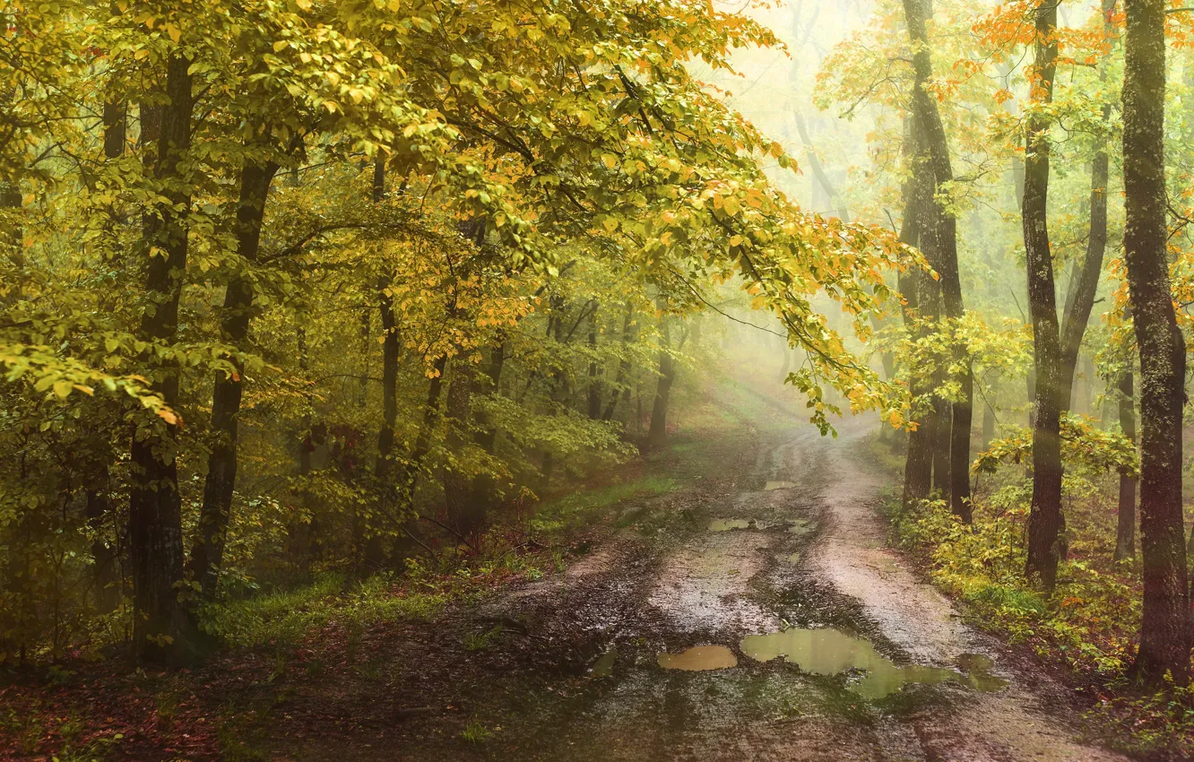 Фото обои дорога, лес, солнце, листва, лужи