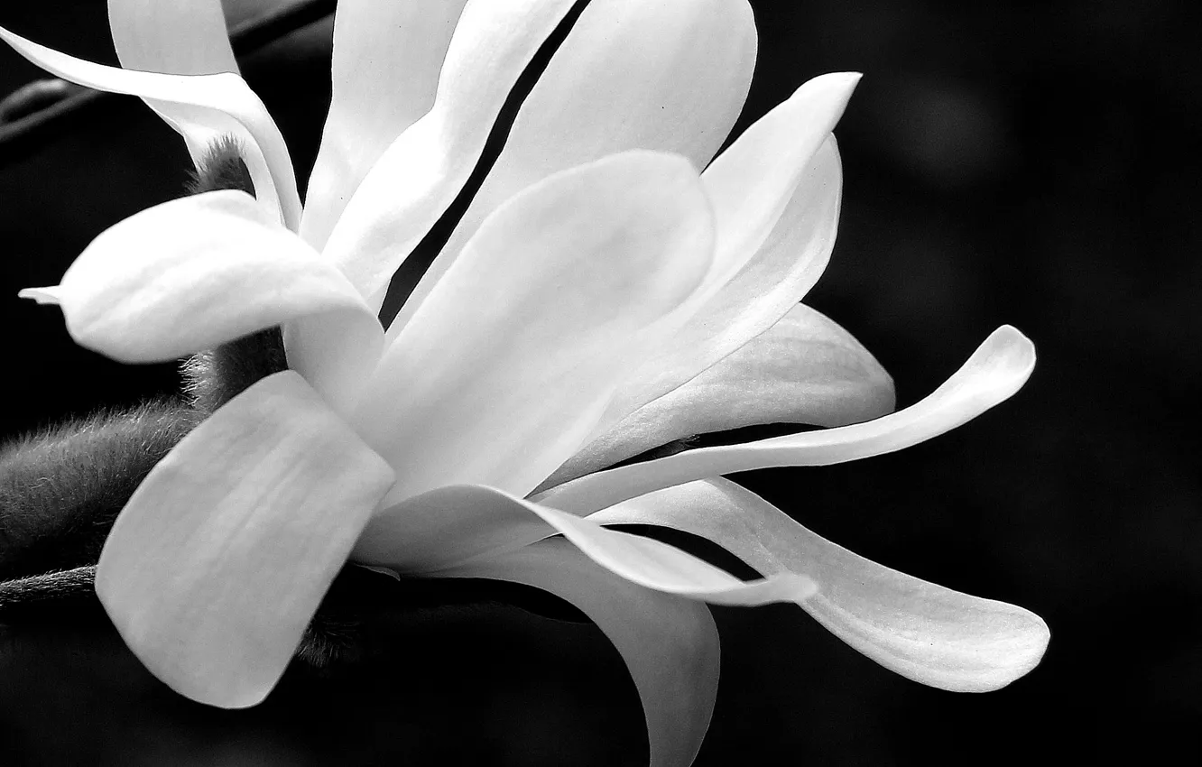 Фото обои flower, bokeh, black and white, petals, Magnolia, b/w