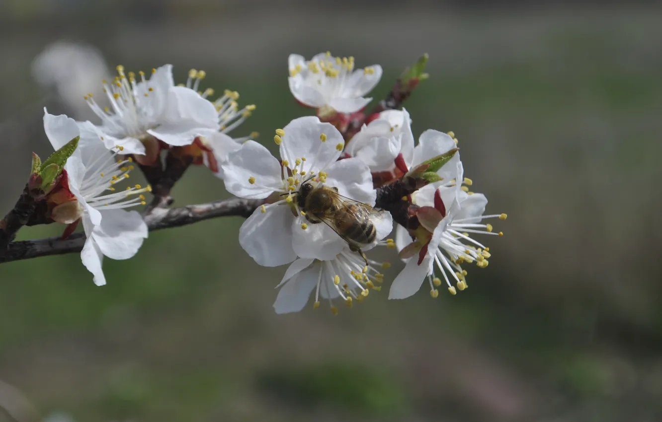 Фото обои белый, макро, пчела, весна, яблоня, цветок (цветы)