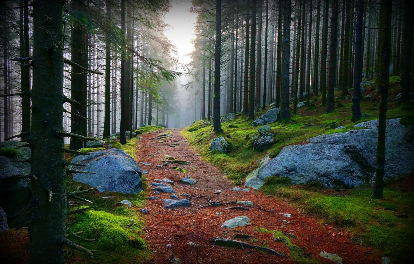 Фото обои дорога, лес, камни, приода
